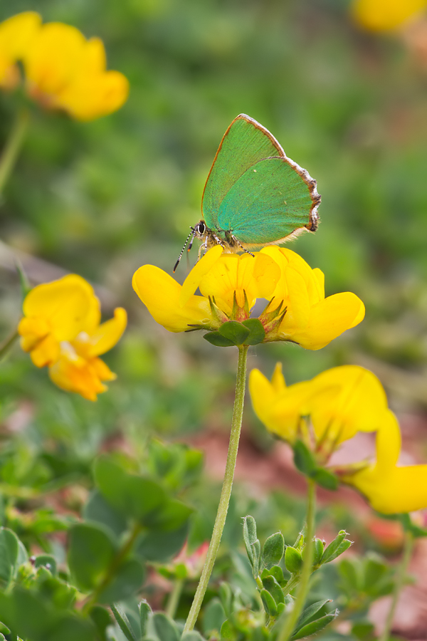 Green Hairstreak 1